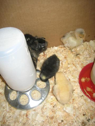 bokchicks.jpg